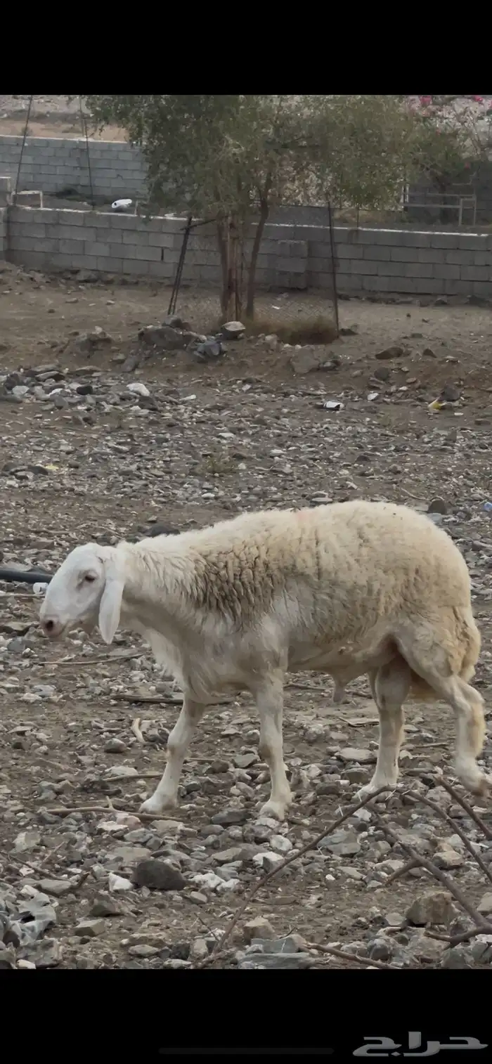 طلي صنف الذي بيأسس مراح او يغير فحول ما يجنب عنه 1