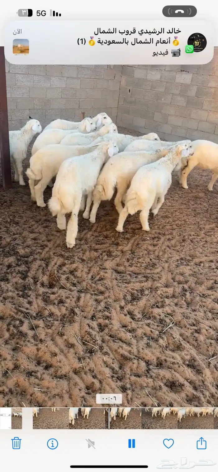تم البيع 4