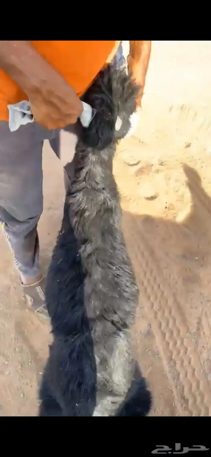 ذبايح نعيم وحريات وتيوس شي ناهي 3
