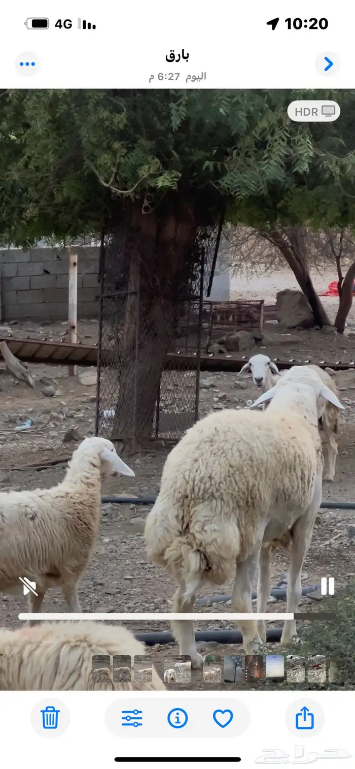 طلي صنف الذي بيأسس مراح او يغير فحول ما يجنب عنه 0