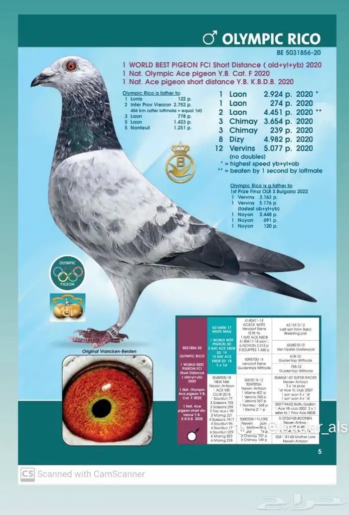 فروخ زاجل سباق 18