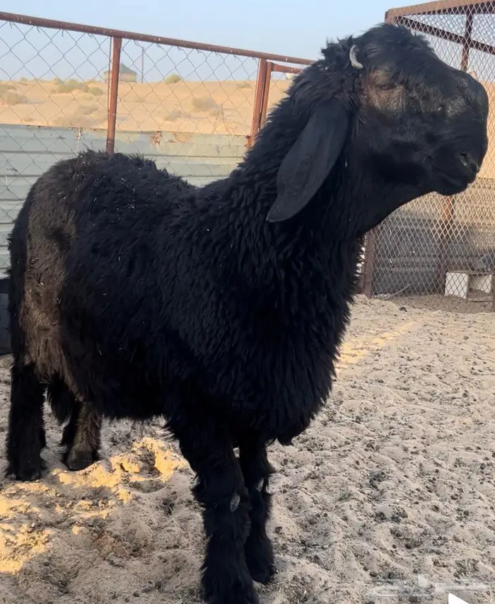 جذع عربي مطور مشروع فحل تم البيع خارج الموقع 0