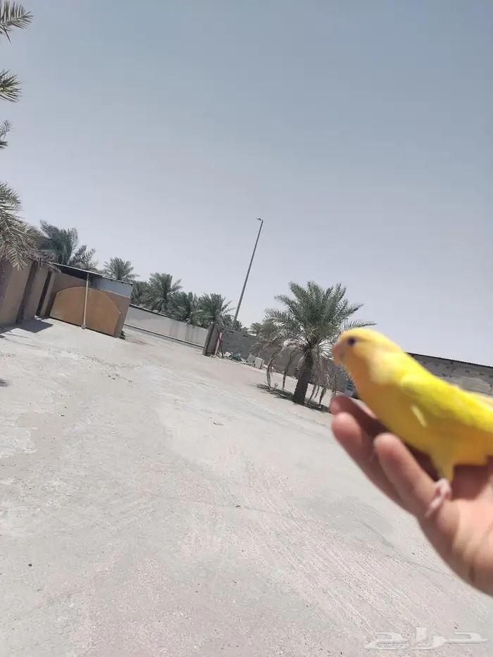 طير روز هدد خارجيي 0