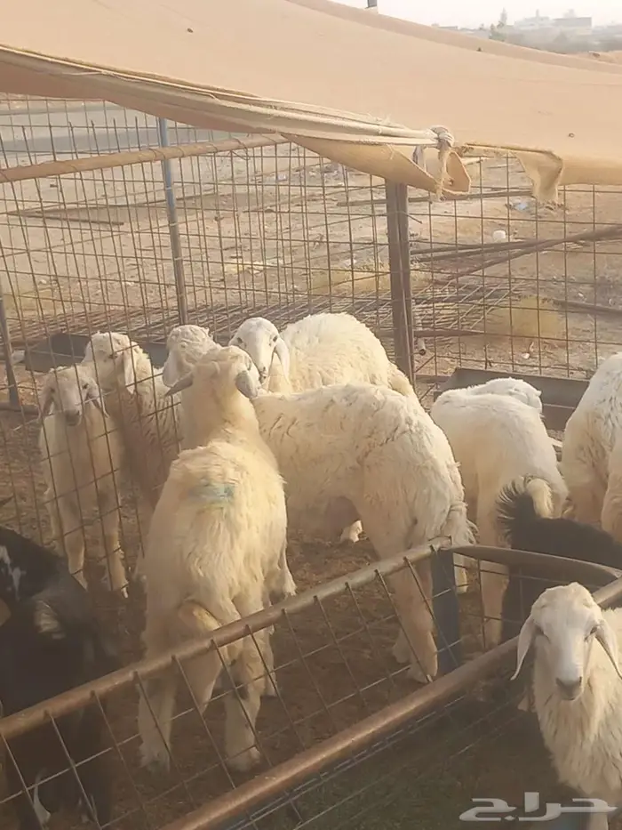 للبيع اضاحي 2
