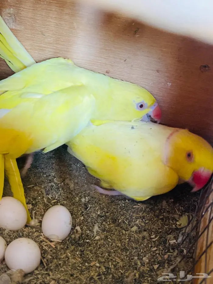 جوز دره هولندي لاتينو منتج 4