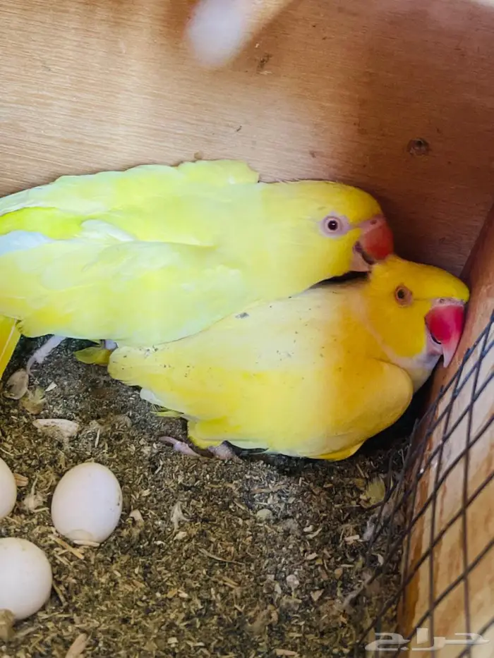 جوز دره هولندي لاتينو منتج 3