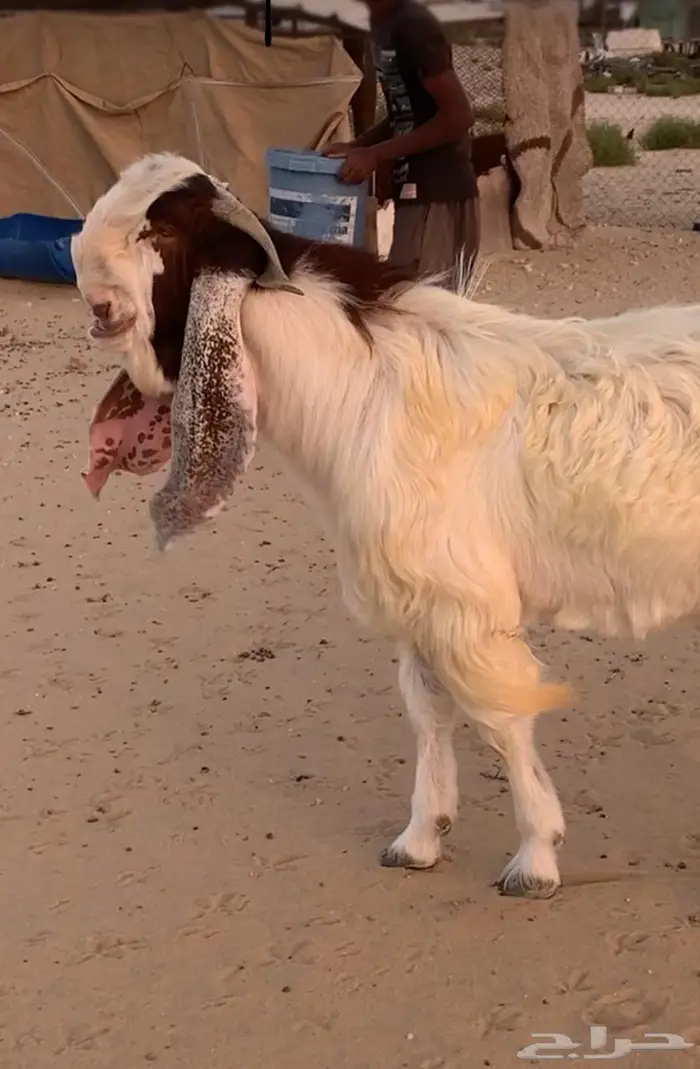 تيس ثني راس وملب وجرم طيب ( تم البيع ) 0