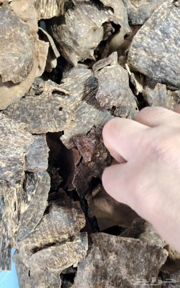 عود تشار جار فيتنامي دبل سوبر 2