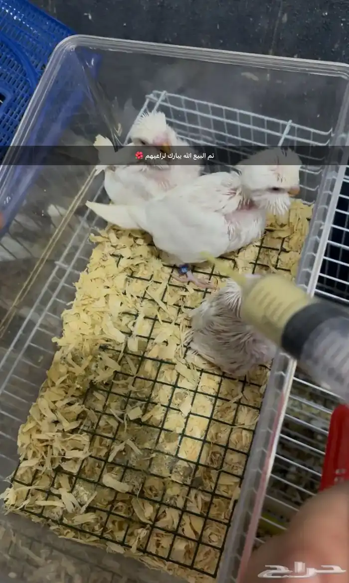 فروخ بادجي انجليزي اليفه 0