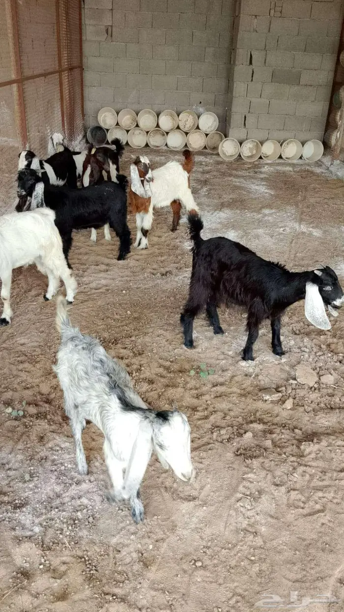 ذبائح عارضي و بيشي للبيع 5