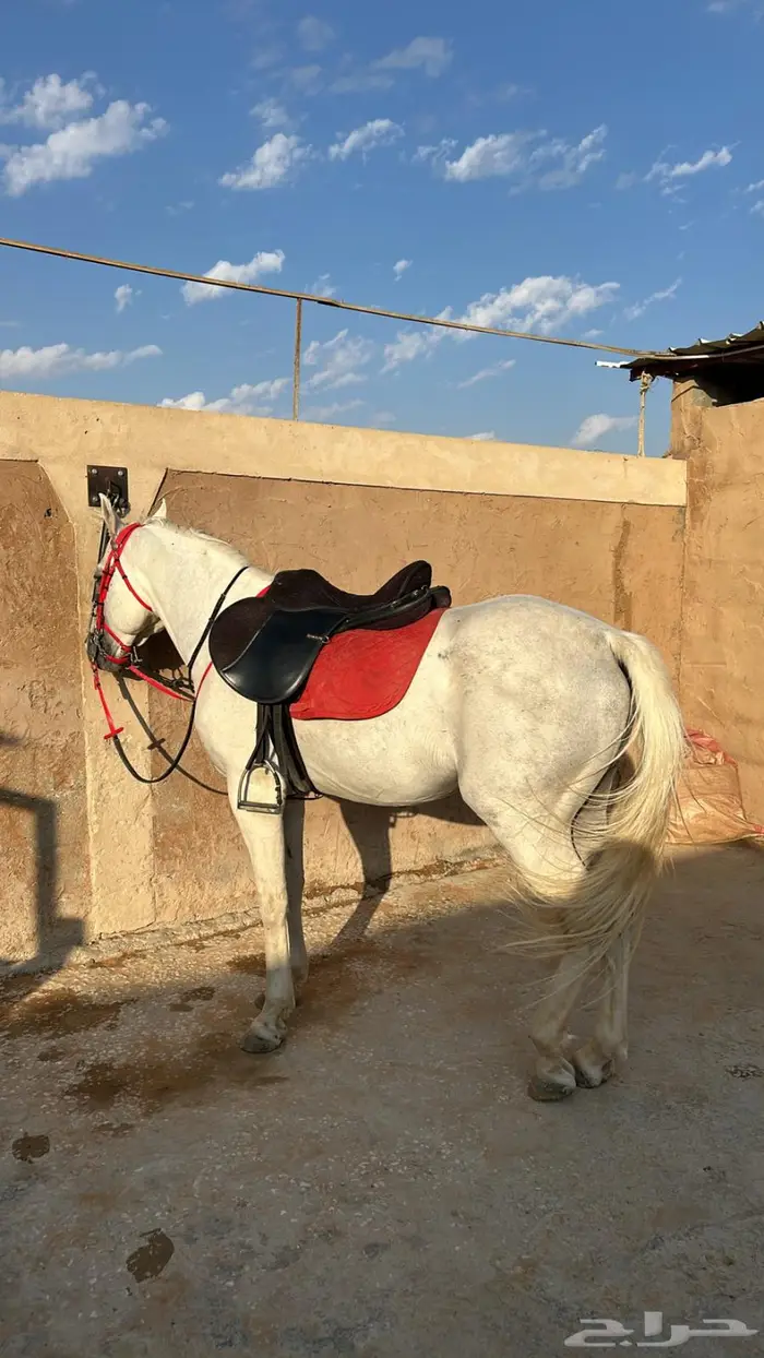 حصان شعبي للبيع 4