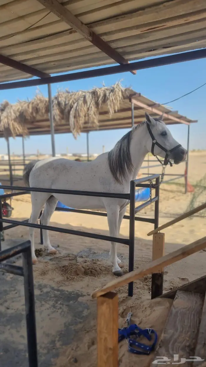 فرس واهو عمرها 6 سنوات 1