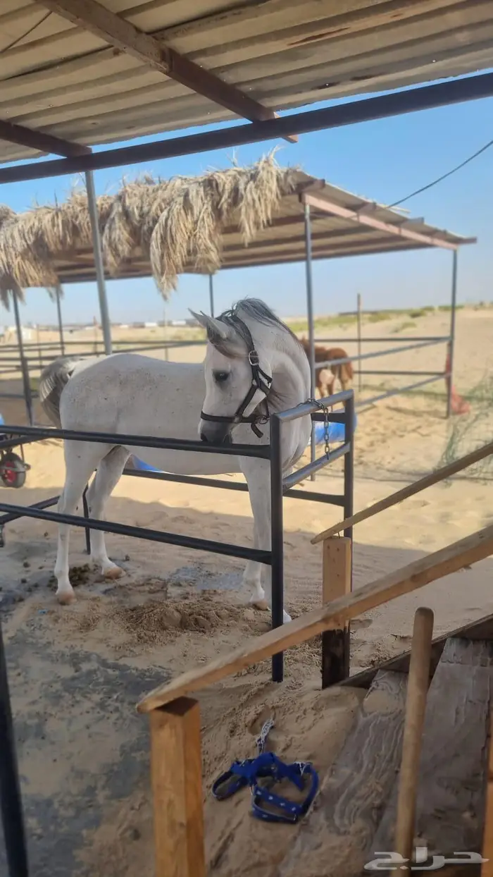 فرس واهو عمرها 6 سنوات 0