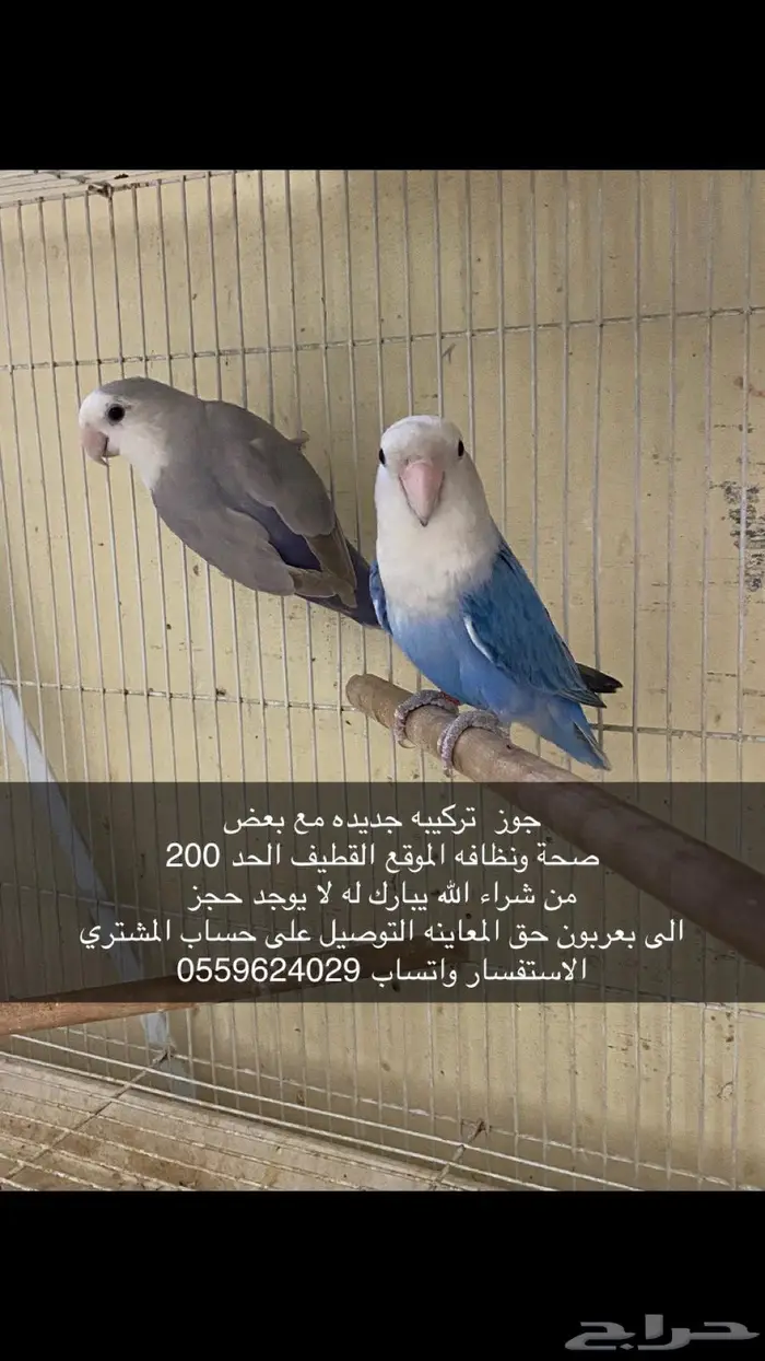 طيور 0