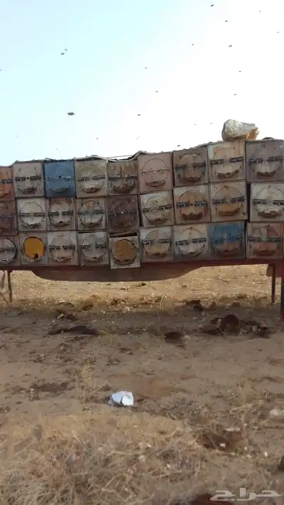 نحل بلدي 0