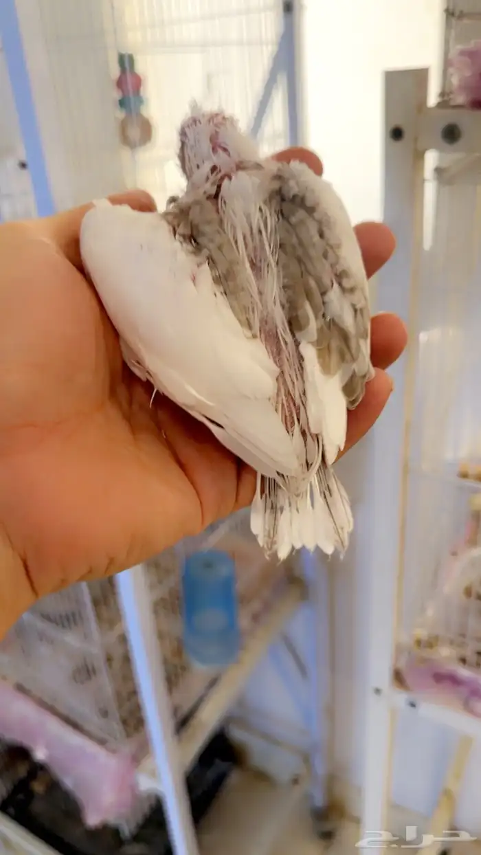 فرخ كروان هافي بايد حجم بطللل( تم البيييع ) 2