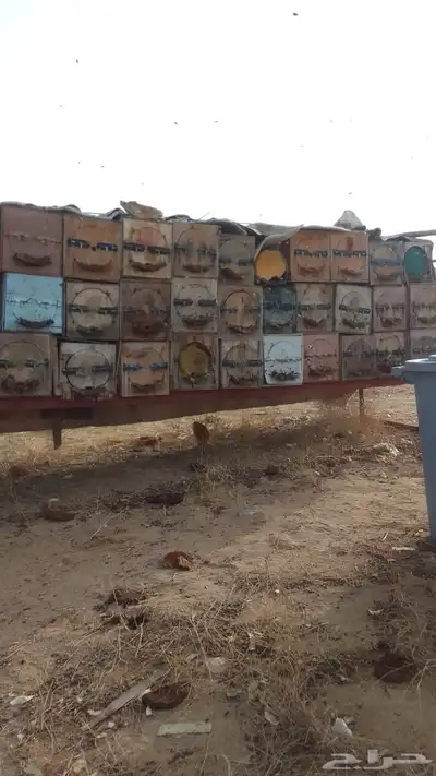 نحل بلدي 1