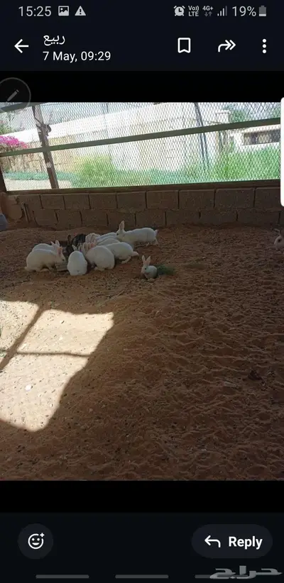 ارانب بلدي 0