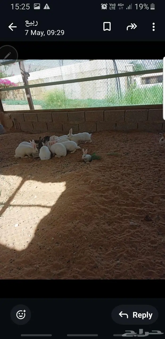 ارانب بلدي 0