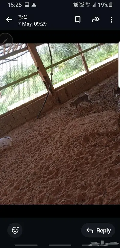 ارانب بلدي 1