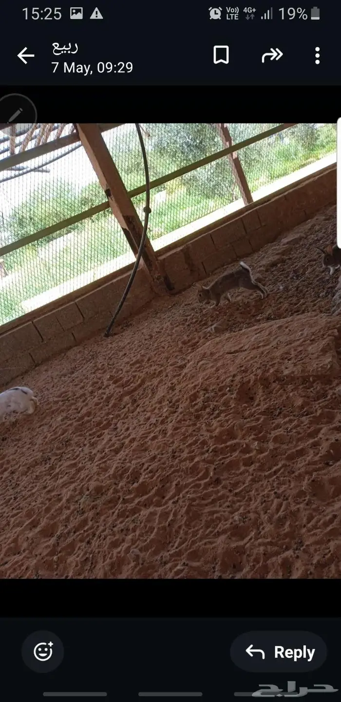 ارانب بلدي 1