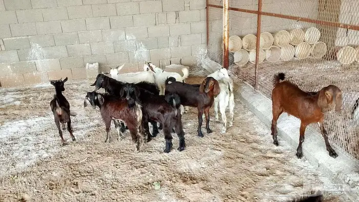 ذبائح عارضي و بيشي للبيع 3