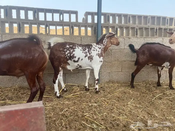 أضاحي للبيع ( تم البيع ) 2