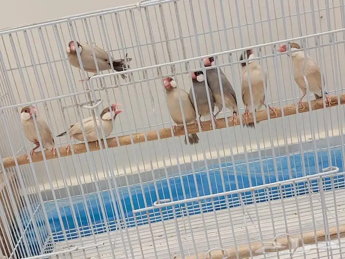 3 اجوز جاوا كريمي وزوج باستيل منتجه 0