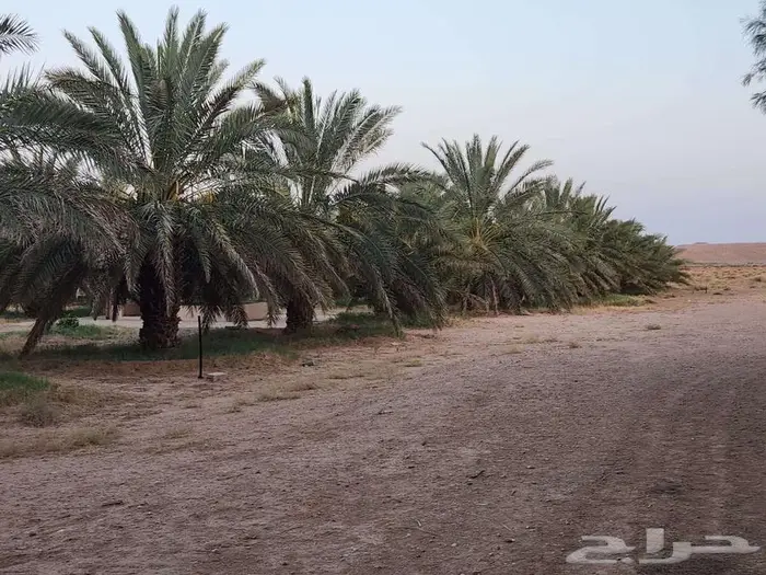 مزرعة للبيع في ثادق 2