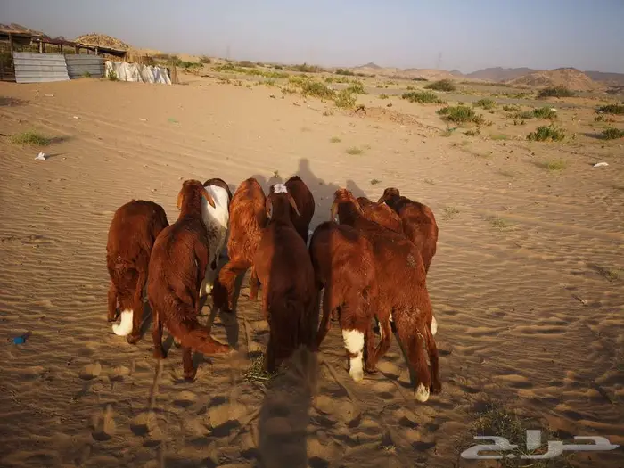 طليان سواكني تربية نظيفة مع خدمة التوصيل لباب البيت 12