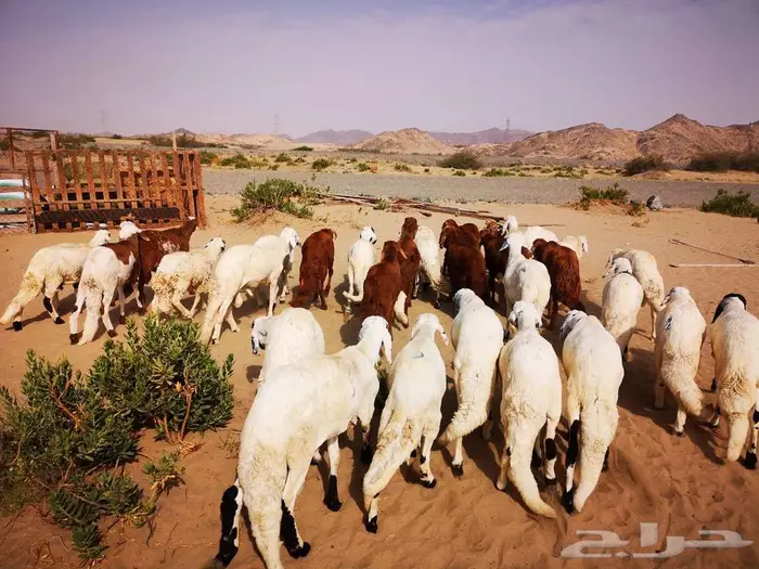 طليان سواكني تربية نظيفة مع خدمة التوصيل لباب البيت 5