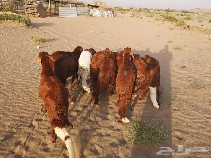 طليان سواكني تربية نظيفة مع خدمة التوصيل لباب البيت 2