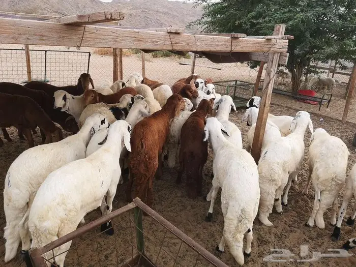 طليان سواكني تربية نظيفة مع خدمة التوصيل لباب البيت 0