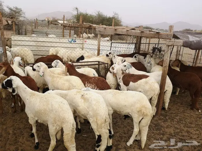 طليان سواكني تربية نظيفة مع خدمة التوصيل لباب البيت 7