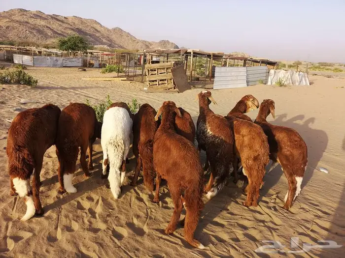 طليان سواكني تربية نظيفة مع خدمة التوصيل لباب البيت 1