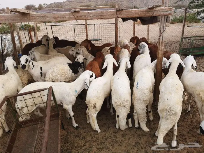 طليان سواكني تربية نظيفة مع خدمة التوصيل لباب البيت 9