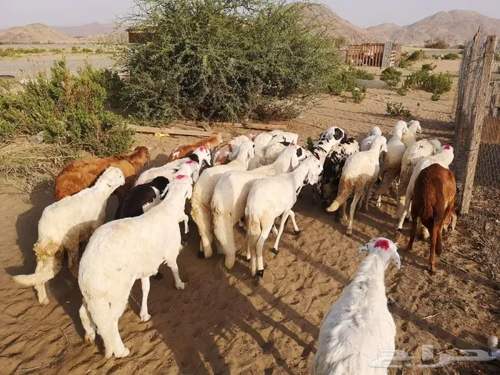 طليان سواكني تربية نظيفة مع خدمة التوصيل لباب البيت 4