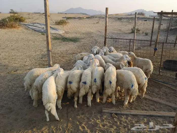 طليان حري مع خدمة التوصيل لباب البيت 11