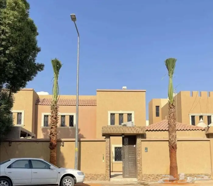 نخل واشنطني زينه نخيل واشنطونيا جميع المقاسات متوفره 3