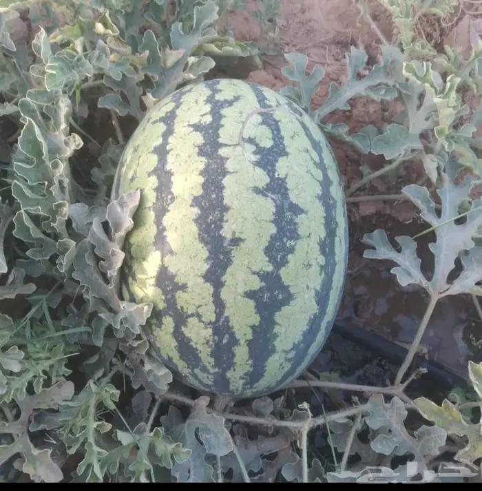 بذور حبحب اصفر 0