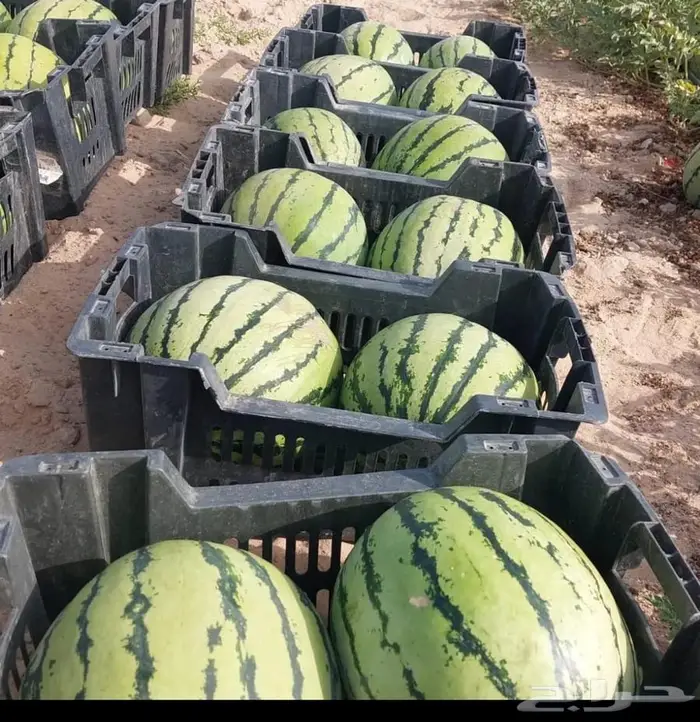 بذور حبحب اصفر 1