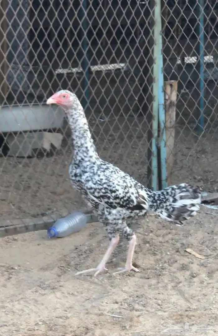 جوز سندي بشاير نادر 3