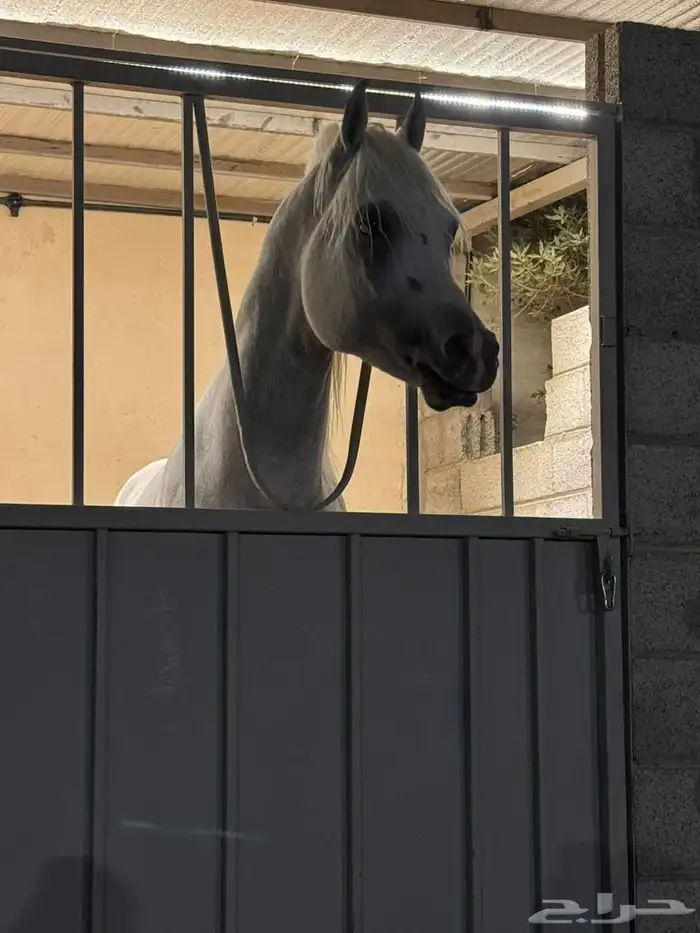 عروض افتتاح مربط نهم للخيل العربيه الاصيلة ايواء تدريب عسف 4
