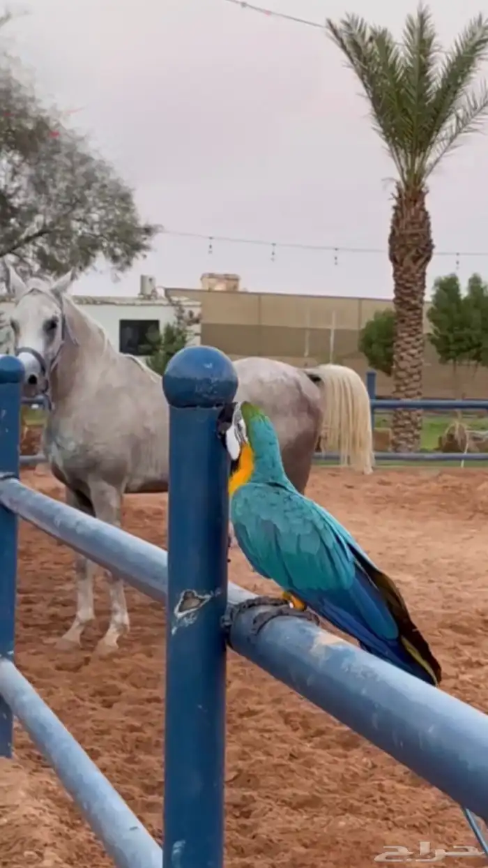 مكاو بلو انثى 0