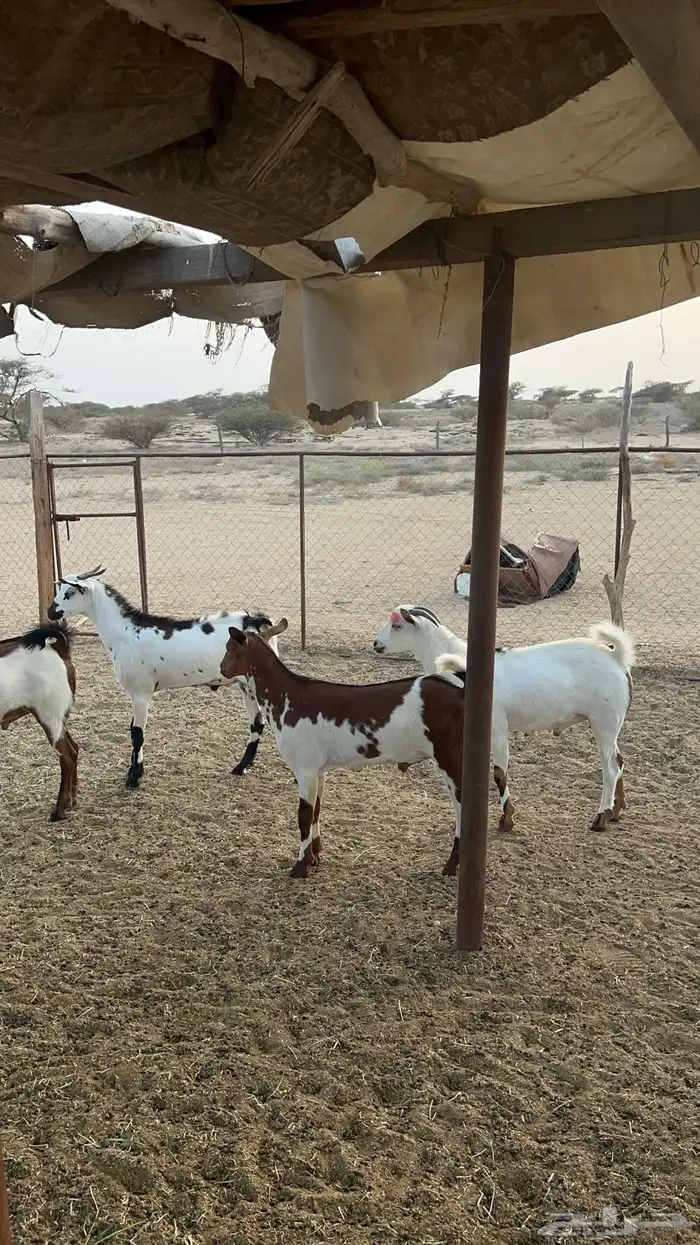 تيوس ذبايح للبيع ( تم البيع) 21