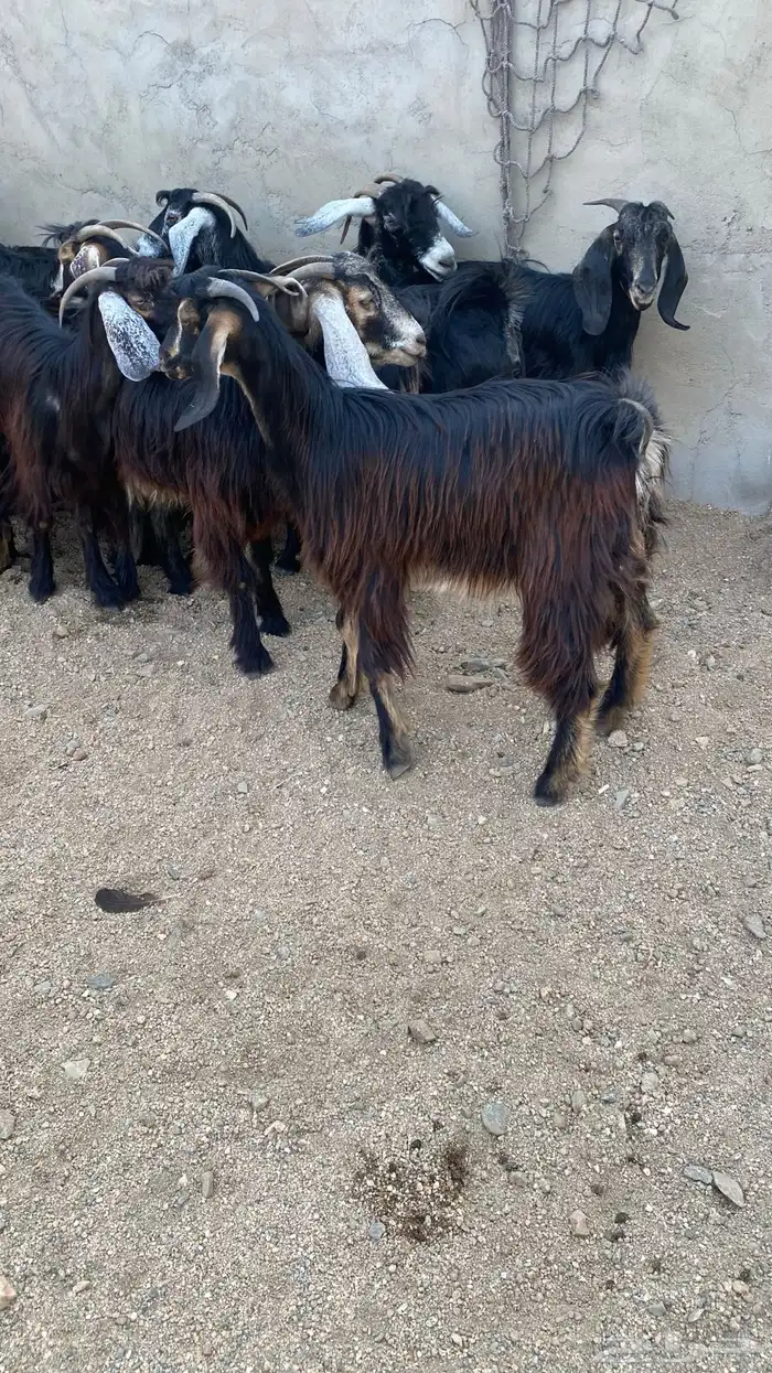 معزا حريه نظيفه وطيبه ومشروطه انباعة الله يبارك لمشتري 5