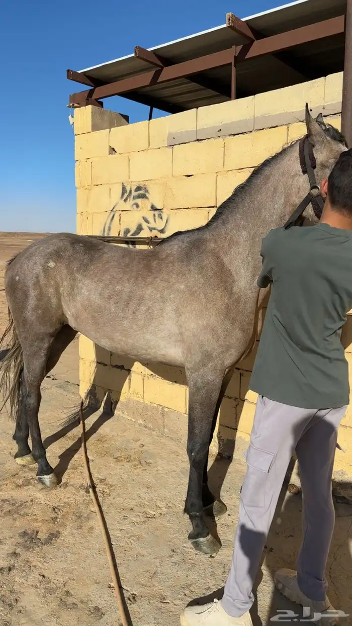مهره شعبيه شيخه 1