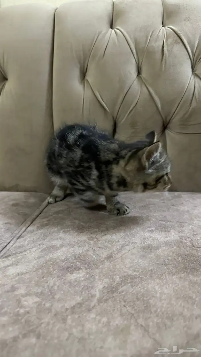 قطط للتبني 15