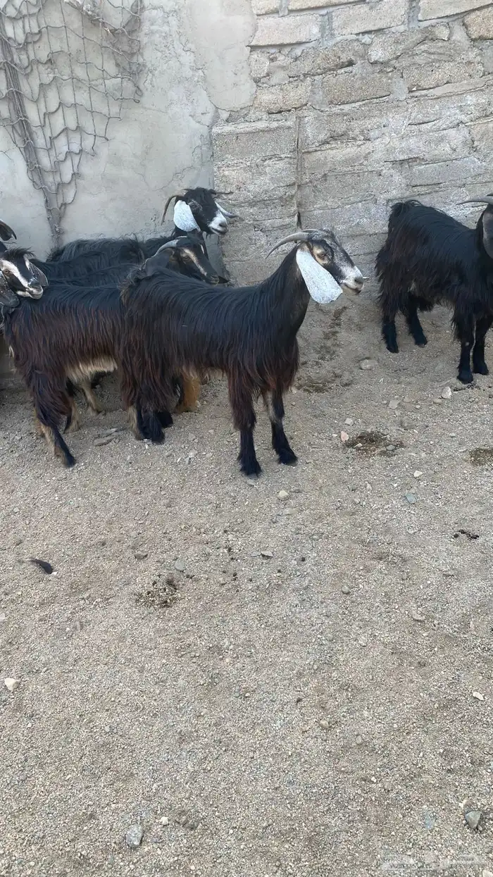 معزا حريه نظيفه وطيبه ومشروطه انباعة الله يبارك لمشتري 4