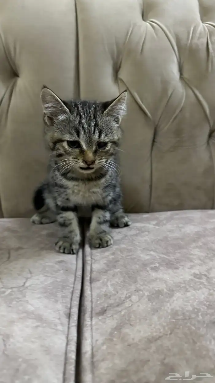 قطط للتبني 2